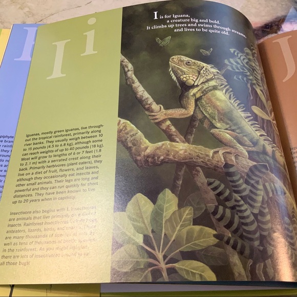 A IS FOR ANACONDA - RAINFOREST ALPHABET child’s book - Picture 7 of 9